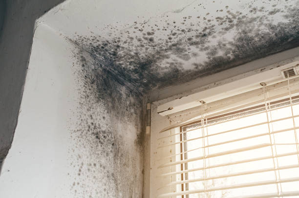 Affordable Attic Mold Remediation solutions in Warrenton, OR